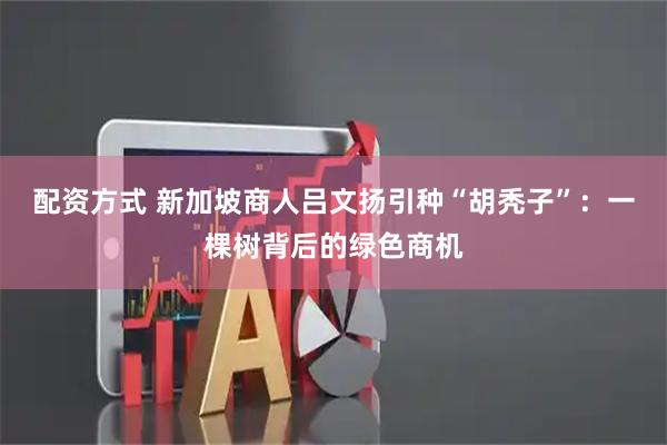 配资方式 新加坡商人吕文扬引种“胡秃子”：一棵树背后的绿色商机